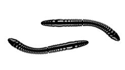 Outlet Fatty D'Worm Tournament 55 Cheese 5,5cm 000 - glow uv green Futter & Lockstoffe|Gummiköder