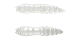 Discount Kukolka 42 Knoblauch 4,2cm 001 - white Futter & Lockstoffe